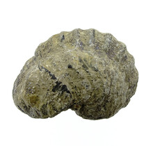 Trilobit Phacops