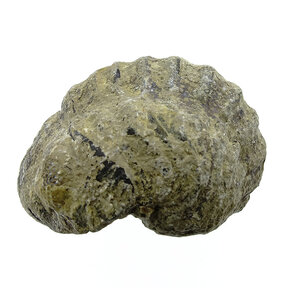 Trilobiten Phacops