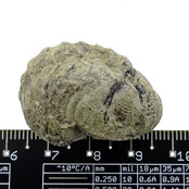 Trilobit Phacops Trilobit Phacops