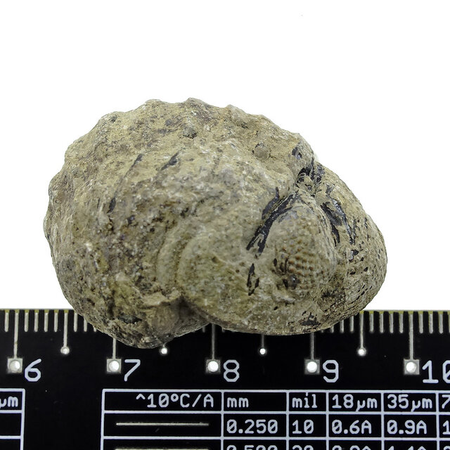 Trilobit Phacops Trilobit Phacops