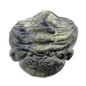 Trilobit Phacops Trilobit Phacops