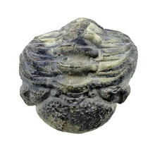 Trilobit Phacops