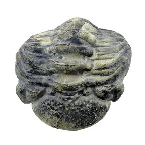 Trilobite Phacops