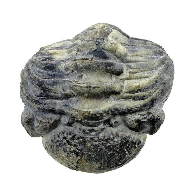 Trilobite Phacops Trilobite Phacops