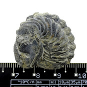 Trilobit Phacops Trilobit Phacops