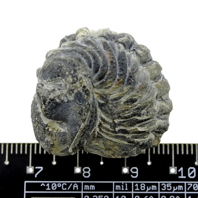 Trilobit Phacops Trilobit Phacops