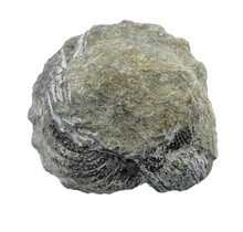 Trilobite Phacops
