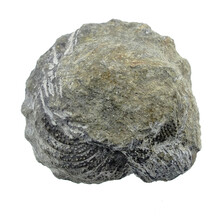 Trilobiet Phacops