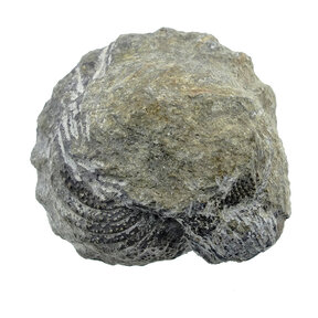Trilobite Phacops