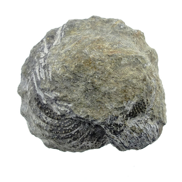 Trilobit Phacops Trilobit Phacops