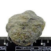 Trilobite Phacops Trilobite Phacops