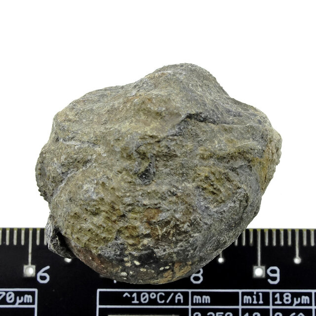 Trilobite Phacops Trilobite Phacops