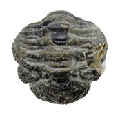 Trilobit Phacops Trilobit Phacops