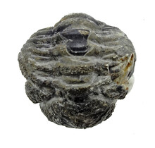 Trilobit Phacops