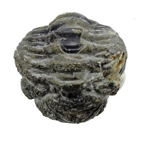 Trilobiten Phacops