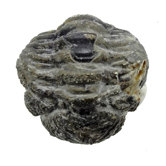 Trilobite Phacops Trilobite Phacops