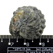 Trilobit Phacops Trilobit Phacops