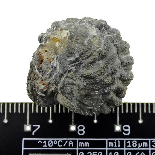 Trilobit Phacops Trilobit Phacops