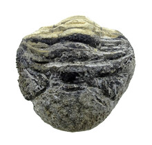 Trilobit Phacops