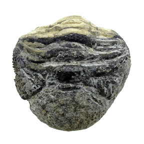 Trilobite Phacops
