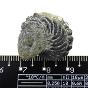 Trilobite Phacops Trilobite Phacops