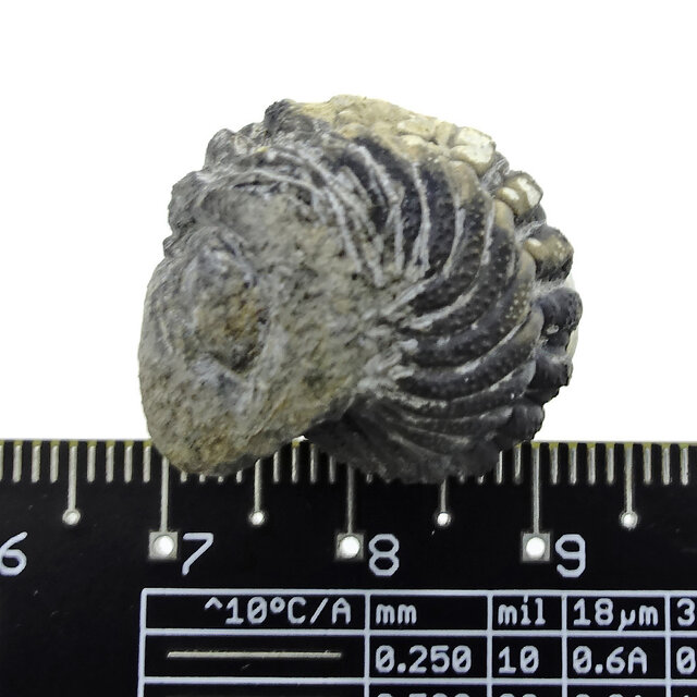 Trilobiet Phacops Trilobiet Phacops
