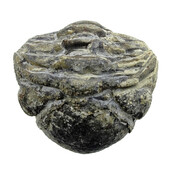 Trilobit Phacops Trilobit Phacops