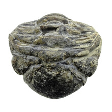 Trilobiten Phacops