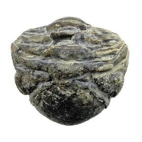 Trilobite Phacops