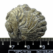 Trilobit Phacops Trilobit Phacops