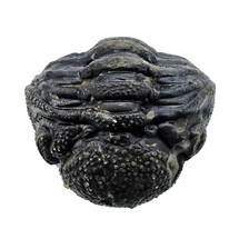 Trilobiten Phacops