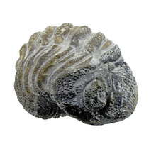 Trilobite Phacops