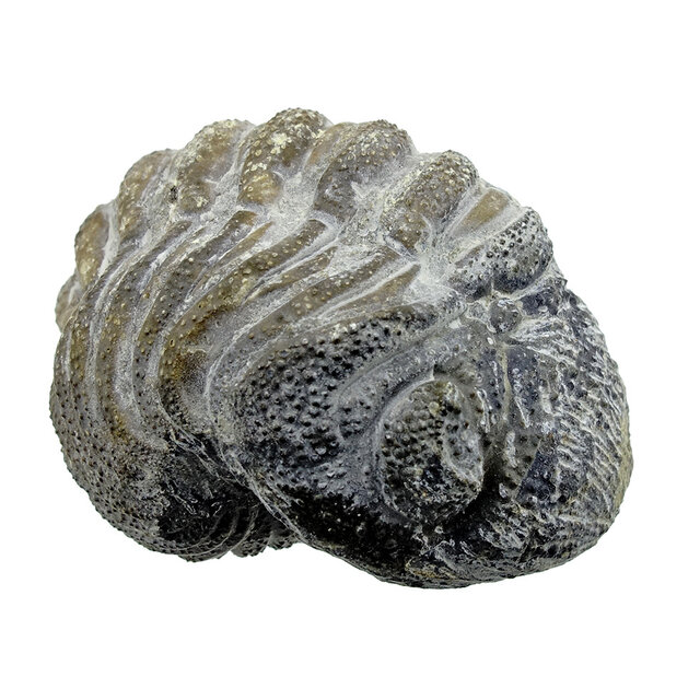 Trilobite Phacops