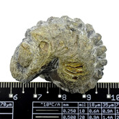 Trilobit Phacops Trilobit Phacops