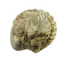 Trilobit Phacops