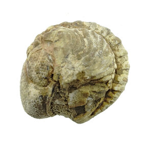 Trilobite Phacops