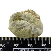Trilobit Phacops Trilobit Phacops