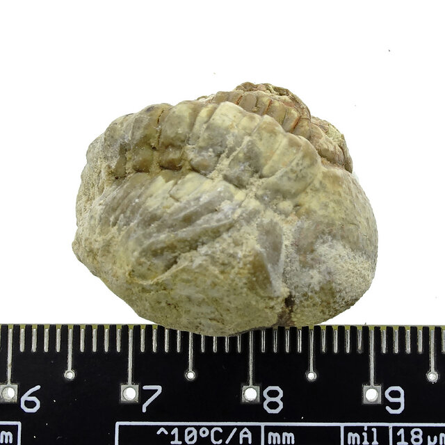 Trilobit Phacops Trilobit Phacops