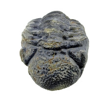 Trilobiet Phacops