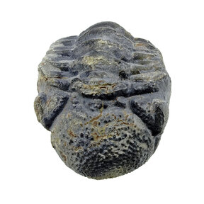 Trilobiten Phacops