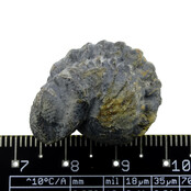 Trilobit Phacops Trilobit Phacops