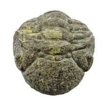 Trilobit Phacops