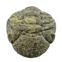 Trilobiet Phacops