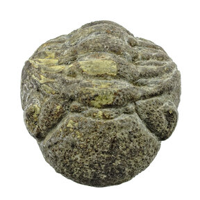 Trilobite Phacops