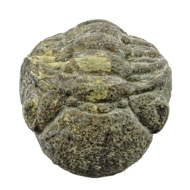 Trilobiet Phacops Trilobiet Phacops