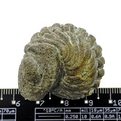 Trilobit Phacops Trilobit Phacops