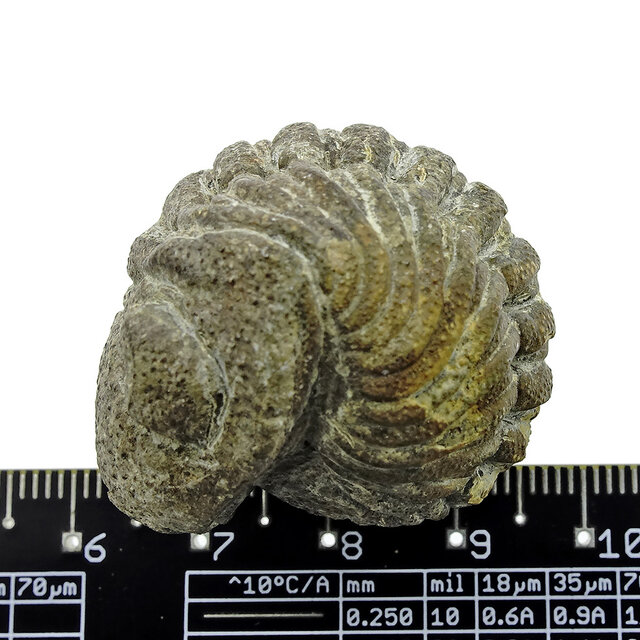 Trilobit Phacops Trilobit Phacops