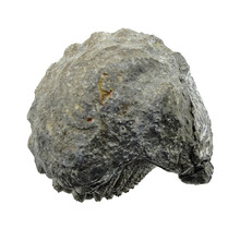 Trilobit Phacops