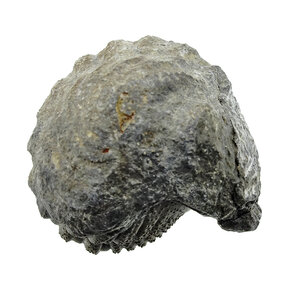 Trilobite Phacops