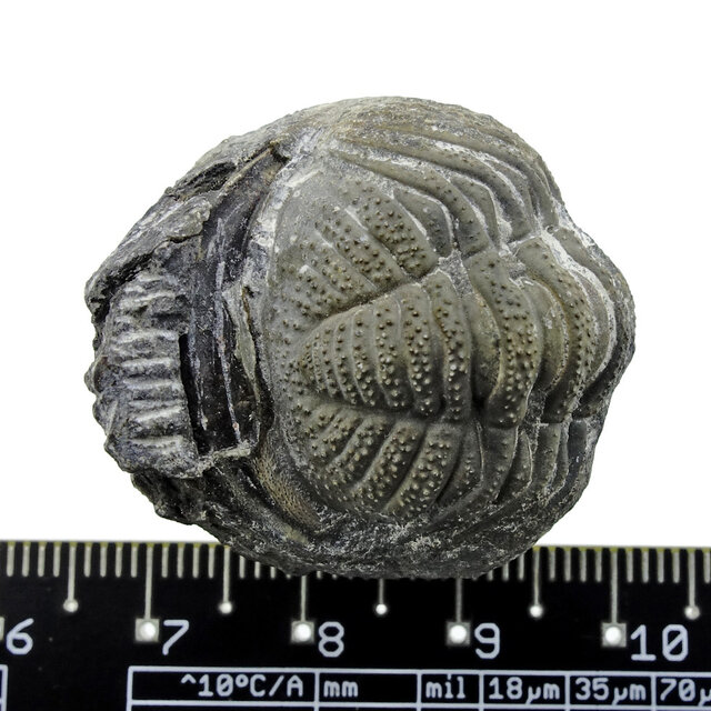Trilobit Phacops Trilobit Phacops